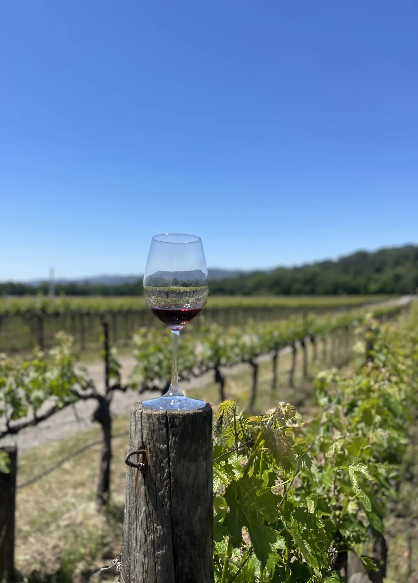 Wine glass overlooking a vineyard